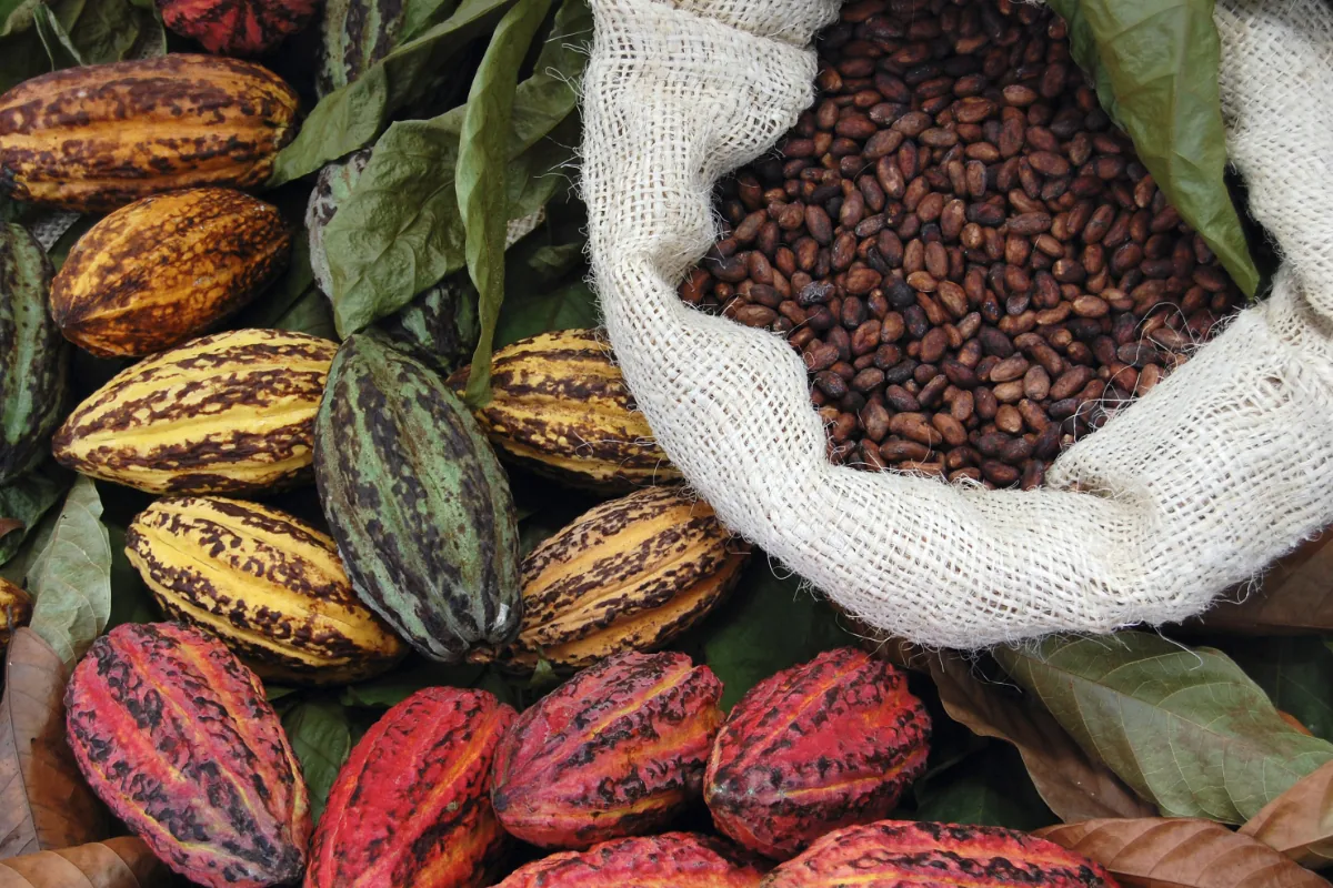 Cocoa commodity